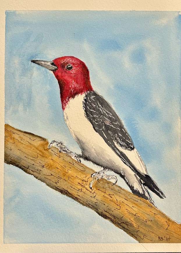 Red Headed Woodpecker