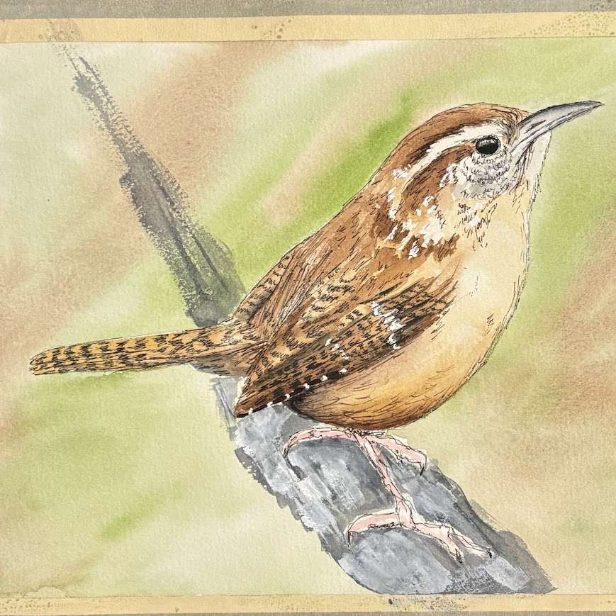 Carolina Wren